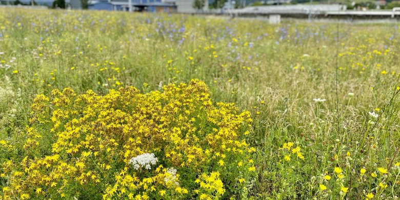JenaWasser: Blühwiese auf zentraler Kläranlage 