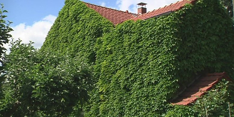 Förderrichtlinie für „Grüne Oasen in Jena“