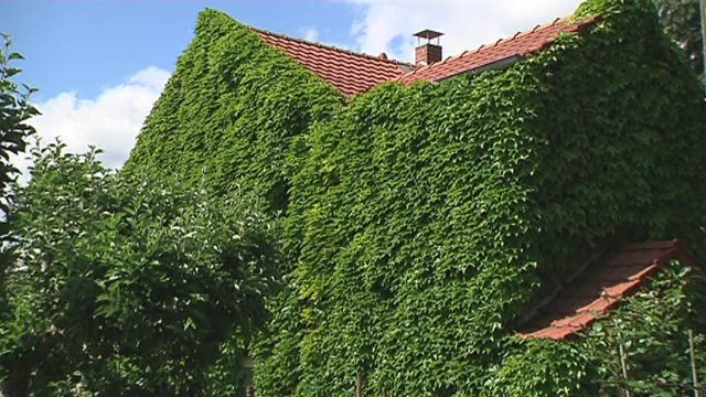 Förderrichtlinie für „Grüne Oasen in Jena“