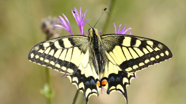 NABU ruft wieder zur Insektenzählung auf