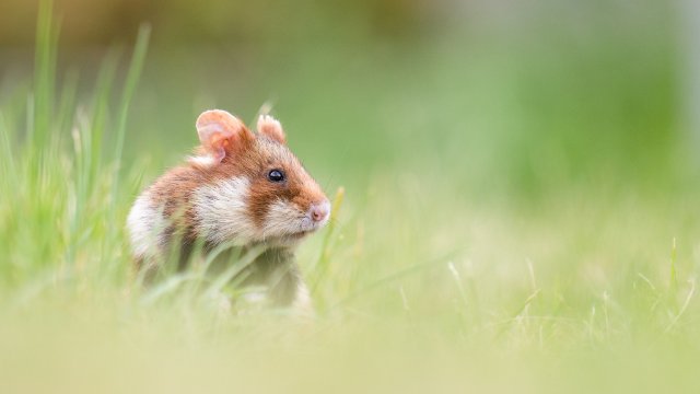NABU Thüringen rät von Mäusegifteinsatz ab