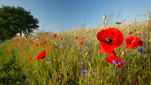 Biodiversität fördern