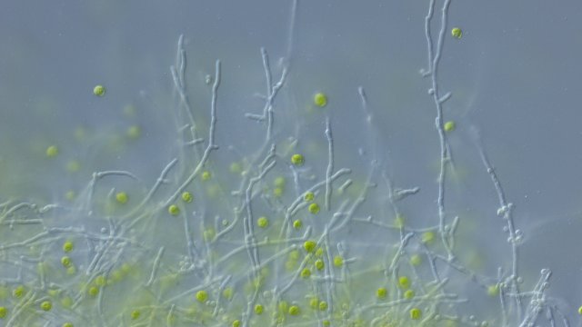 Pilz bietet Schutz gegen bakteriellen Angreifer