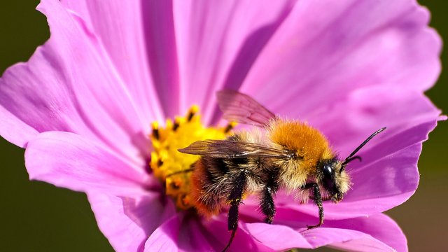 Rekordbeteiligung beim NABU-Insektensommer 