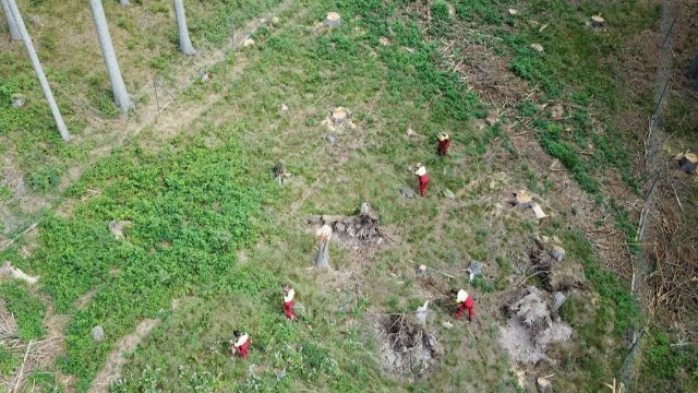 Deutsche Waldtage 2020: Thüringen ist mit dabei