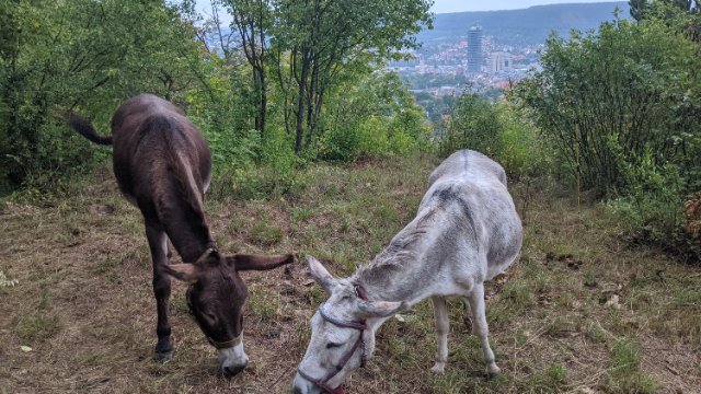 Von Eseltour in Thüringen zurückgekehrt 