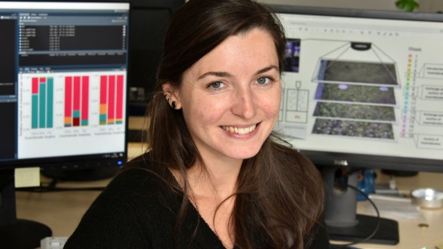 Geringere Insektendichte: Veränderte Blühphasen von Pflanzen  