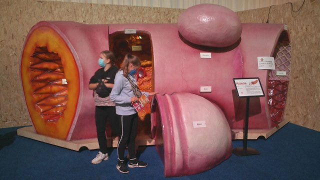 Ausstellung „Organwelt“ mit verlängerten Öffnungszeiten