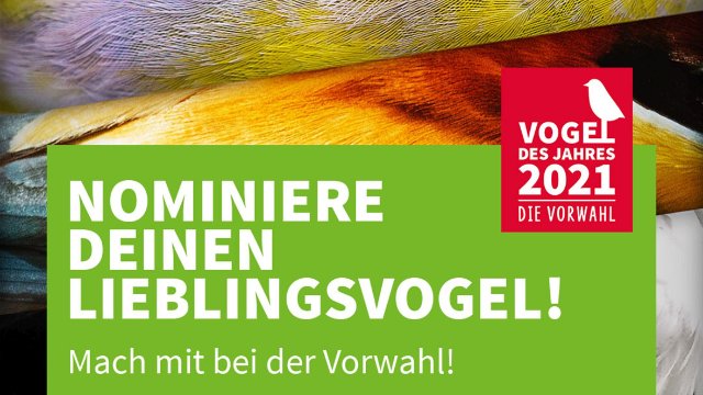 NABU sucht den „Vogel des Jahres 2021“
