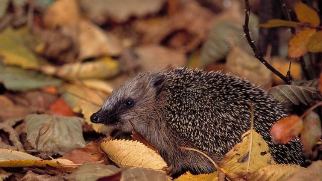 Wilde Inseln sind der beste Igelschutz 