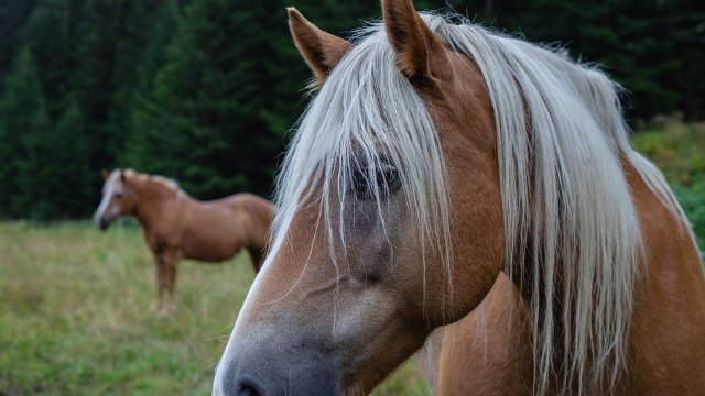 Staatsehrenpreis für Pferdezüchter aus Altengönna
