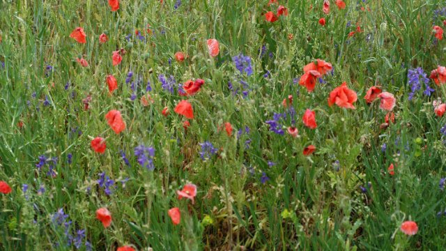 Pflanzenvielfalt in Deutschland nimmt ab 