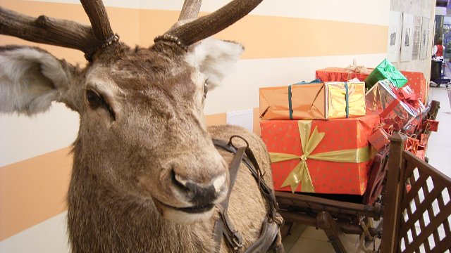 Weihnachtszauber am Waldpfad „Schlauer Ux“ 