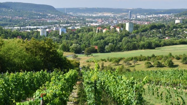 Foto-Ausstellung zum Weinbau in Jena 