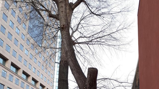 Pappel am Leutragraben wird gefällt