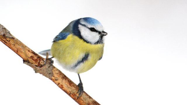 NABU ruft zur Beteiligung an der „Stunde der Wintervögel“ auf