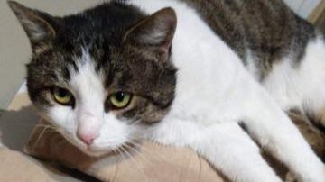 Kater Pepper aus Bürgel vermisst