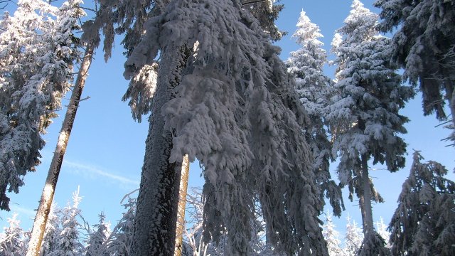 ThüringenForst warnt vor dem Betreten der Wälder