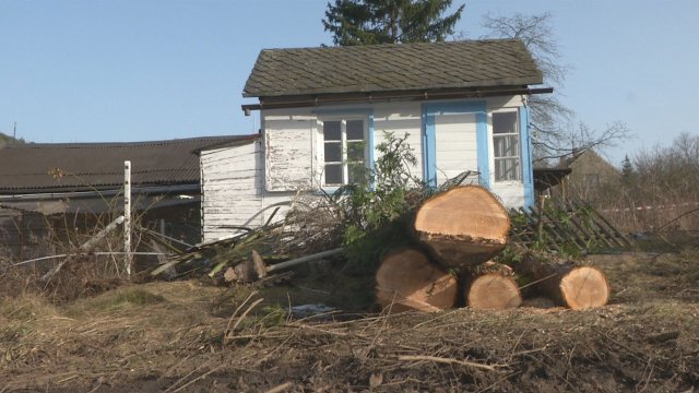 Baumfällarbeiten: Die Wohnungsgenossenschaft „Carl Zeiss“ schafft in Wenigenjena Baufreiheit
