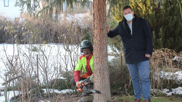 Baumfällarbeiten: Vorbereitungen für Sozialwohnungsbau 