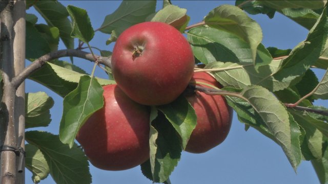 SPD und Grüne wollen eine „Essbare Stadt"