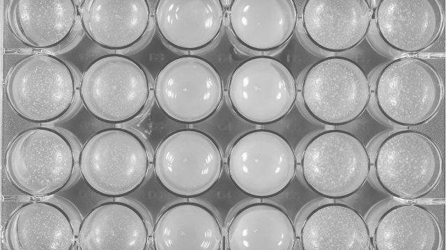 Verteidigungsbündnis: Mikroskopische Feinde im Visier