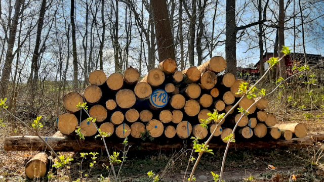 Stadtforst Jena verkauft Brennholz