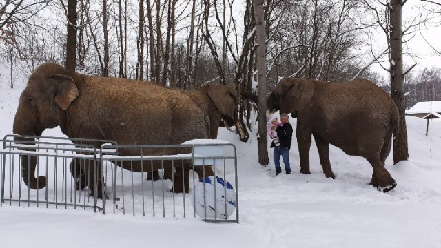 Elefantenreservat Starkenberg bittet um Spenden