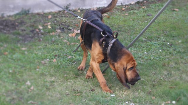 Der richtige Riecher 