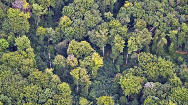 Waldzustandsbericht zeigt drastische Waldschäden 