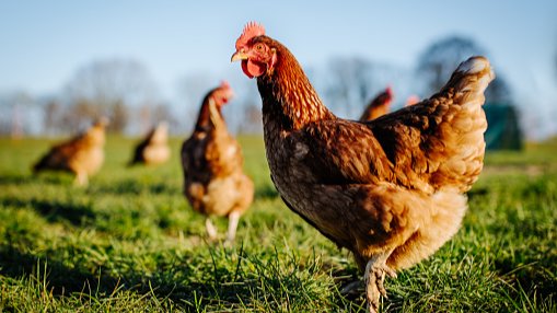 Verdacht auf Ausbruch der Geflügelpest 