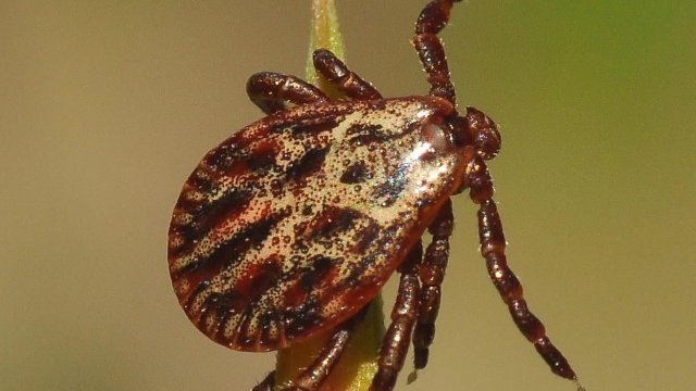 Warnung vor Zecken in Wald und Flur