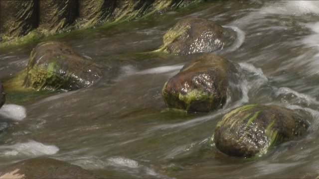 Gewässerverunreinigung festgestellt