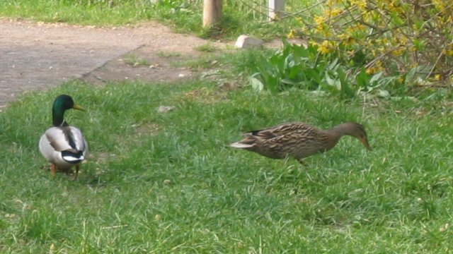 Allgemeinverfügung zur Bekämpfung der Geflügelpest