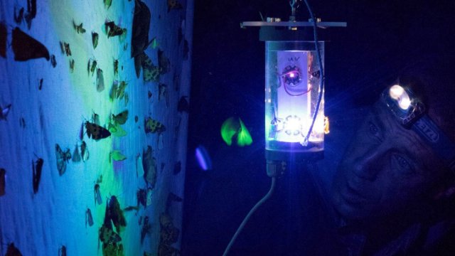 „Lichtverschmutzung“ fördert Insektensterben