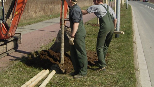 Lindenbäume werden in Jena-Nord umgepflanzt
