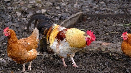 Stallpflicht wird zum 3. Mai aufgehoben