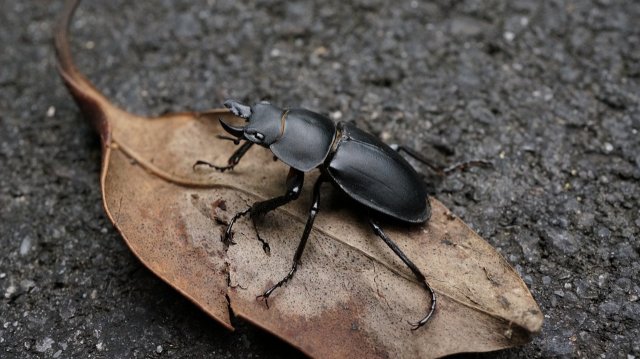 Aufruf zur Hirschkäfersuche in Thüringen