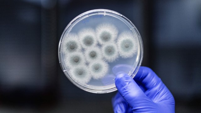 Lebensbedrohliche Pilzinfektionen im Fokus