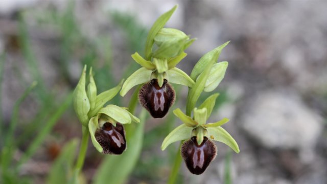 Orchideen-Saison 2021 hat begonnen