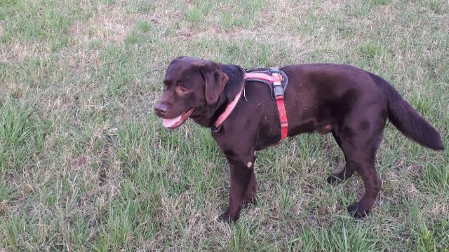 Erhöhung der Hunde- und der Vergnügungssteuer