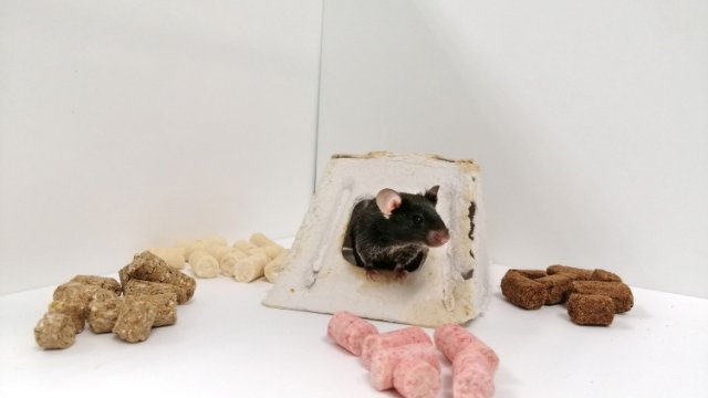 Diättherapie für erbliche neuromuskuläre Erkrankung