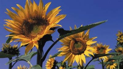 Gemeinsam gegen den Klimawandel 