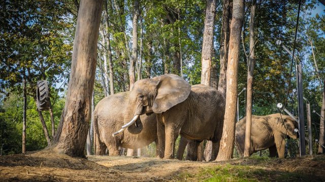 Erlebnispark „Elefantenreservat Starkenberg" öffnet wieder