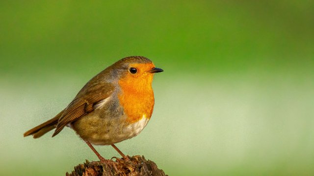 Große Vogelzählstunde im Garten