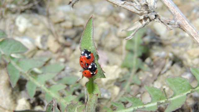 NABU-Insektensommer startet