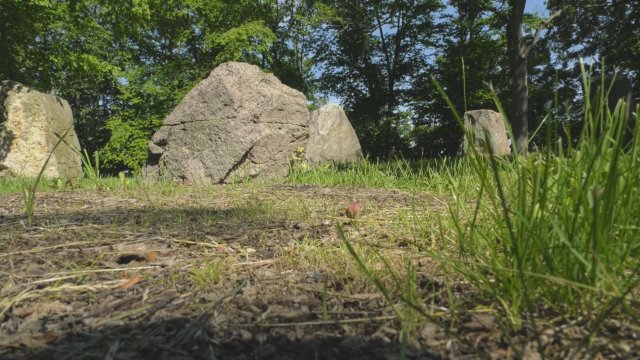 Einsatz für Fuchsturm-Gesellschaft: Auf der Weihestätte sollen neue Bäume gepflanzt werden
