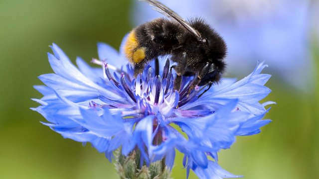 NABU-Insektensommer: Steinhummel liegt vorn