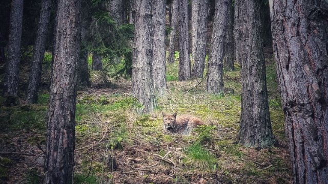 NABU: Luchse brauchen sichere Lebensräume