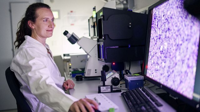 Pilz-Mutante kann lebensgefährliche Infektionen auslösen